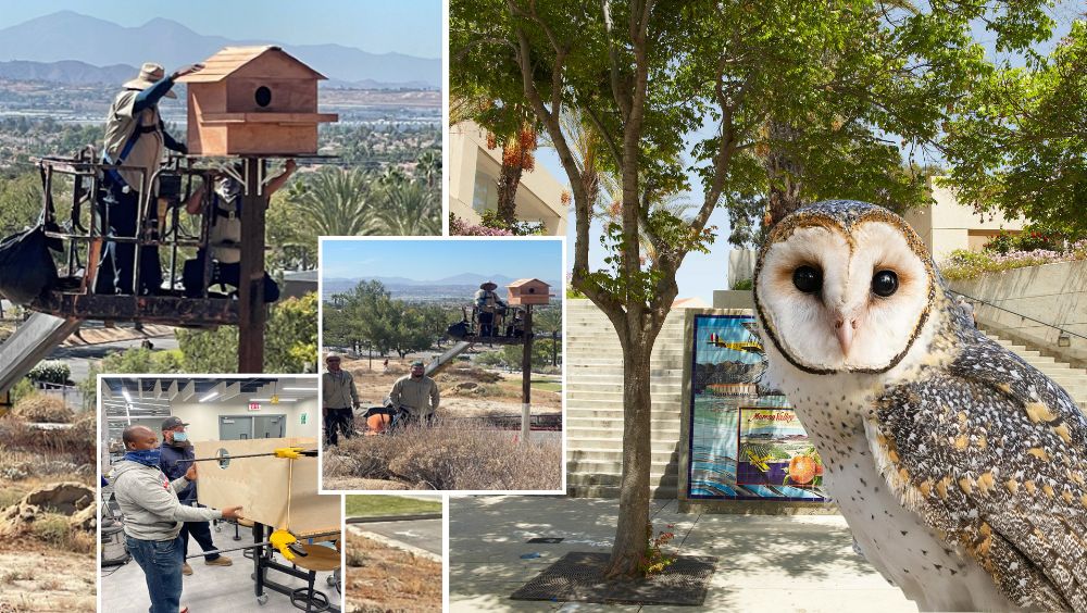Collage of photos showing owl box construction and installation, campus, and a close-up of a barn owl